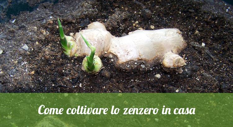 Come coltivare lo zenzero in casa orto24 Muffa sulla terra vaso