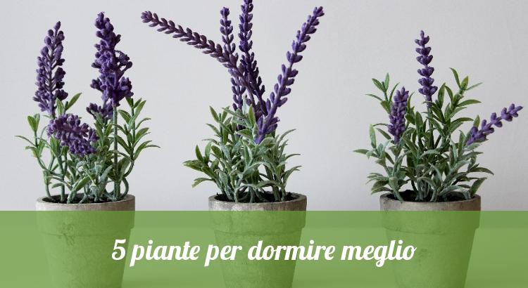 5 piante per dormire meglio orto24 Piante da tenere in camera da letto