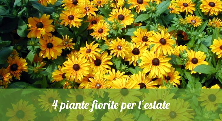 Piante fiorite estive, colorate e vivaci.