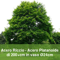 Acero riccio o acero platanoide a foglie caduche per il giardino.