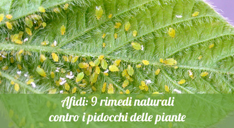 Rimedi naturali contro gli afidi delle piante e i pidocchi.