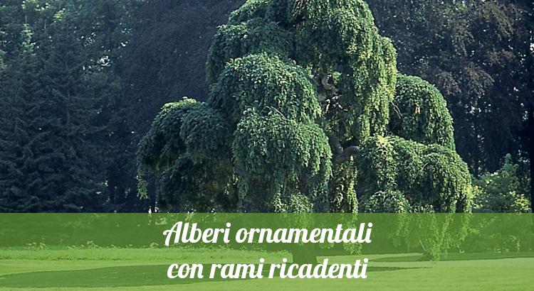 Alberi con rami ricadenti per il giardino.