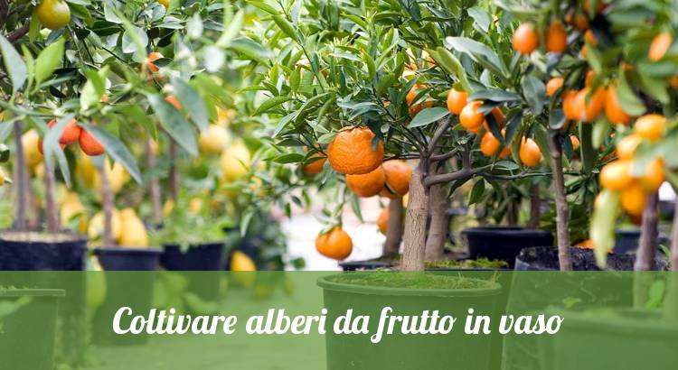 Coltivare alberi da frutto in vasi e contenitori.