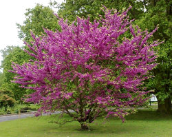 Albero di Giuda, Cercis siliquastrum.