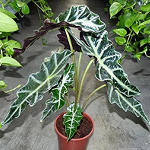 Alocasia sanderiana, orecchie di elefante.