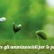 L'uso di amminoacidi nella coltivazione delle piante.