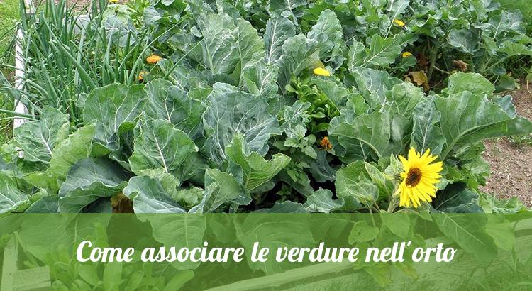 Come associare le verdure in un orto.