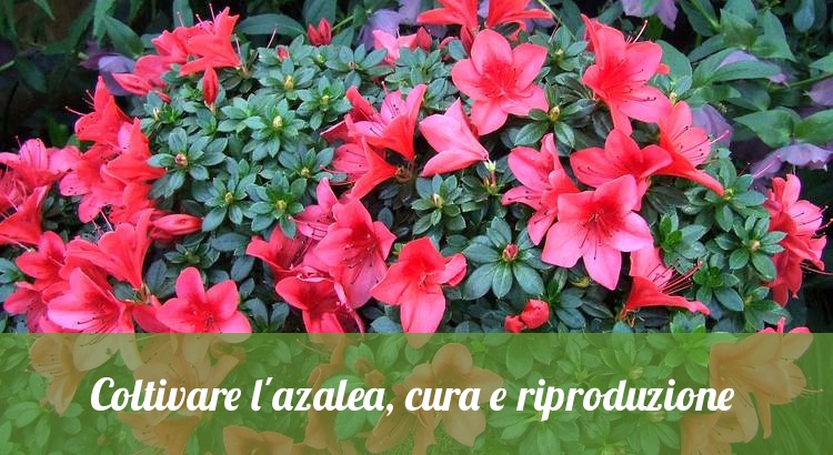 Pianta di azalea, facile da coltivare.