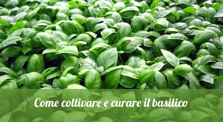 Coltivare il basilico e curare la pianta di basilico nell'orto.