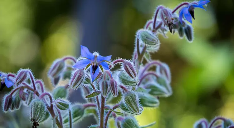 Fiori di Borragine.