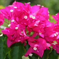 Pianta di bougainvillea in vaso.