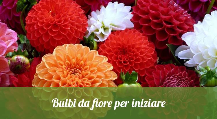 I bulbi da fiori per iniziare.