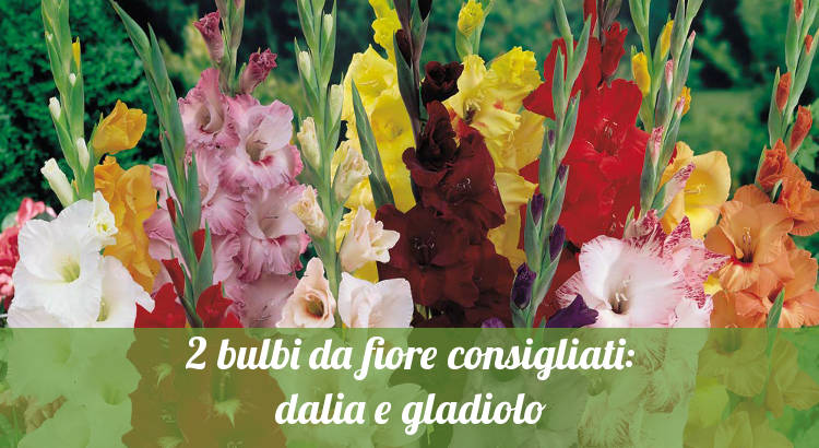 I gladioli, bulbi da fiore consigliati.