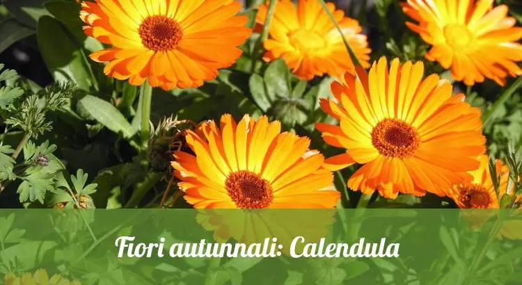 Fiori autunnali: la Calendula.