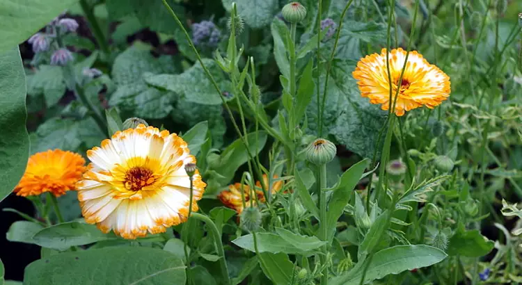 Calendule bicolori.