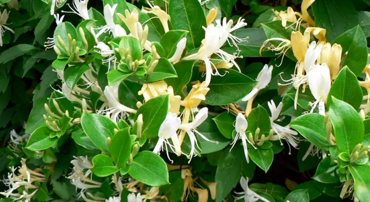 I bei fiori del Caprifoglio rampicante.