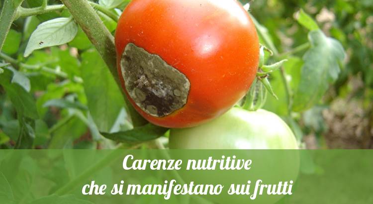 Marciume apicale su pomodori.