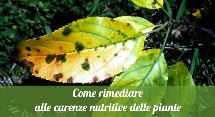 Rimediare alle carenze di nutrienti.