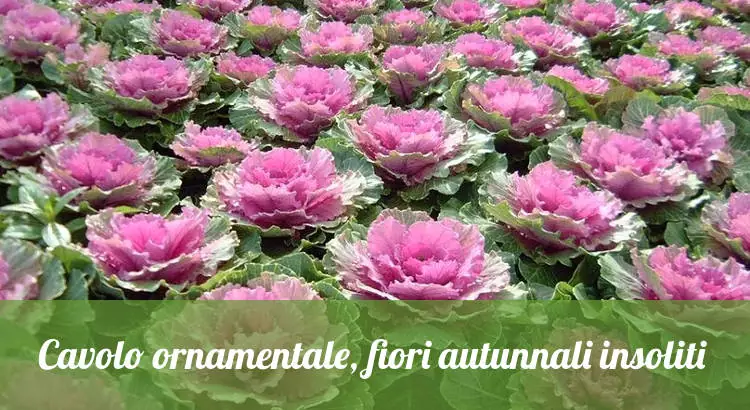 Fiori autunnali insoliti, il cavolo ornamentale.