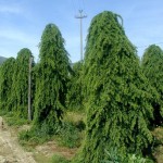 albero sempreverde di conifera Cedro pendulo.