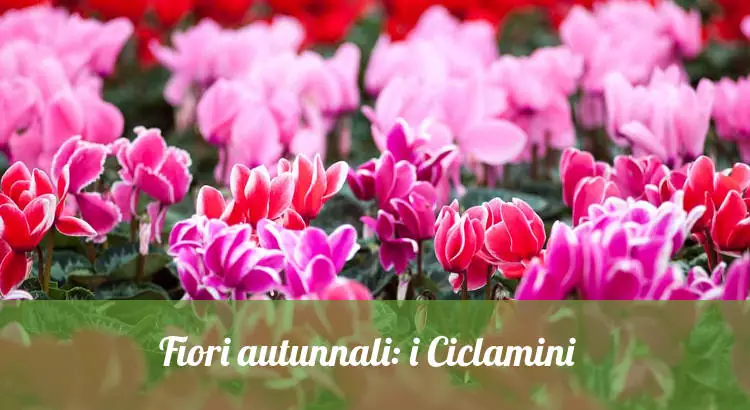 Fiori autunnali: i ciclamini.