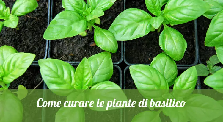 Come curare le piante di basilico, in casa e in orto.