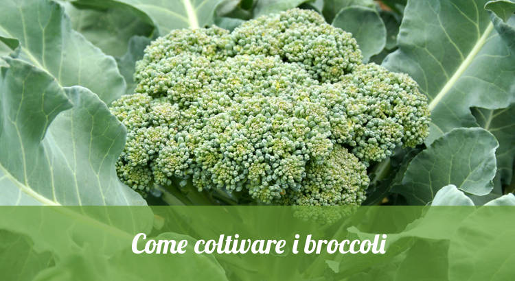 Come coltivare i broccoli nell'orto.