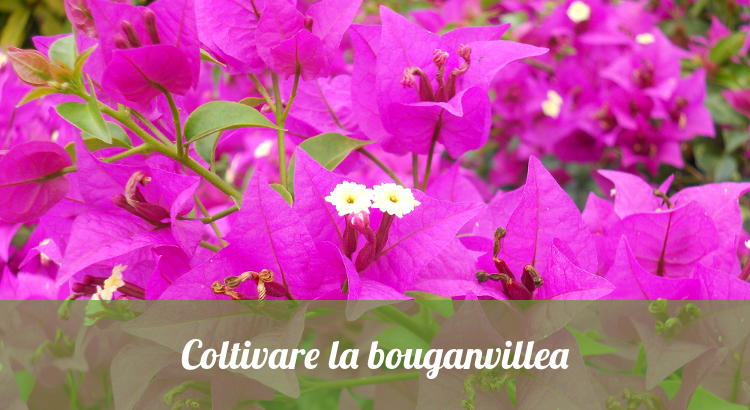 Come coltivare la bouganvillea, anche in vaso.