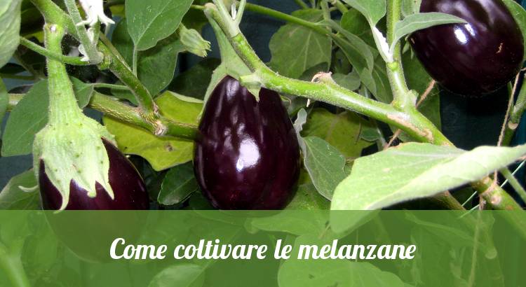 Come coltivare le melanzane nell'orto.