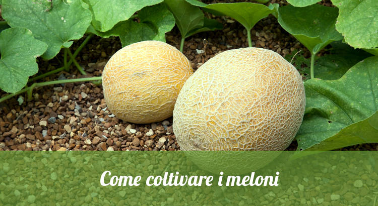 Coltivare meloni nell'orto o in vaso.