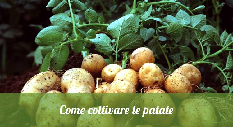 Come coltivare le patate.