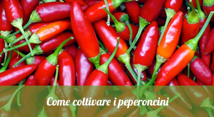 Come coltivare le piante di peperoncino.