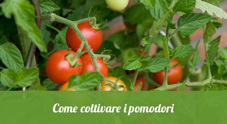 Coltivare piante di pomodori.