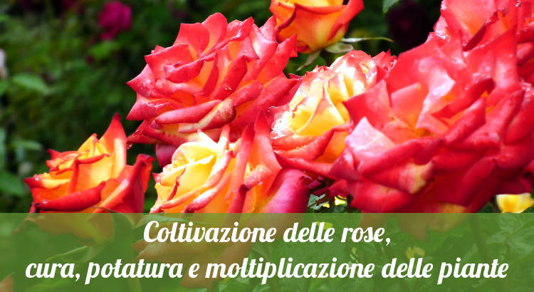 Coltivare le rose.