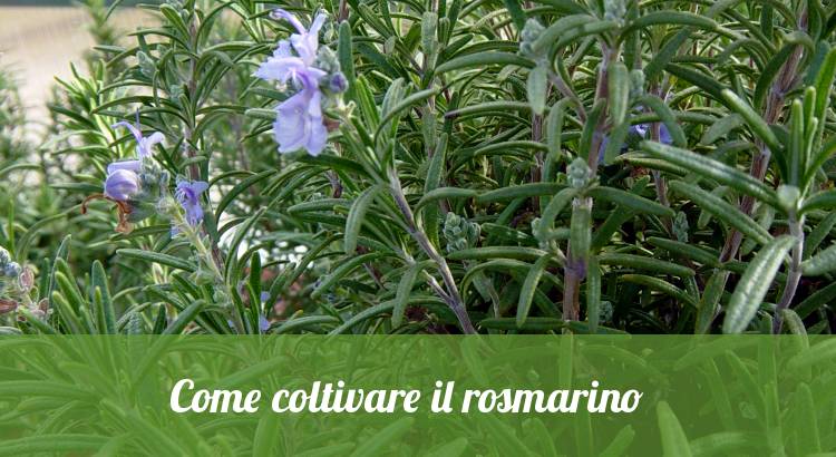 Come piantare e coltivare il rosmarino.