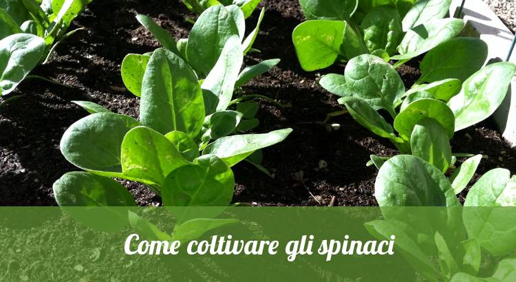 Come coltivare gli spinaci nell'orto.