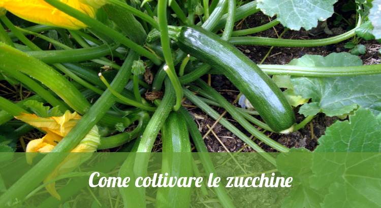 Come piantare e coltivare le zucchine.