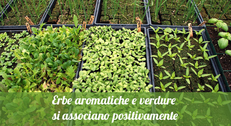 Erbe aromatiche e verdure associate insieme nell'orto.