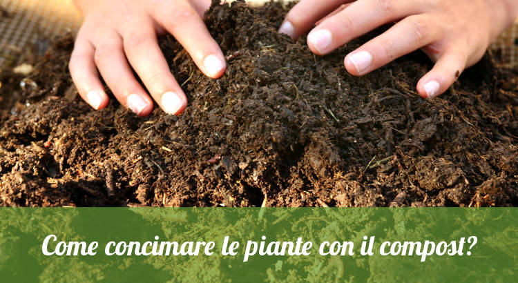 Compost domestico per concimare le piante.