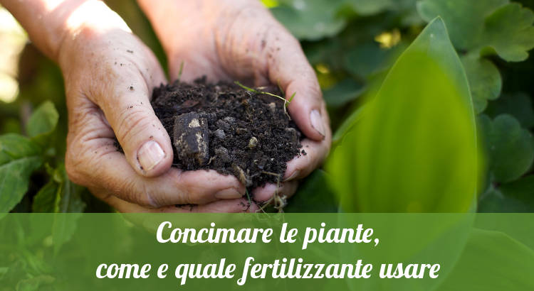 Fertilizzanti per le piante.