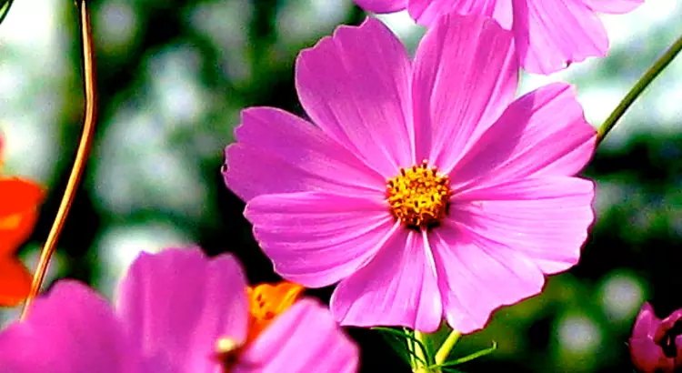 Fiore di Cosmea viola.