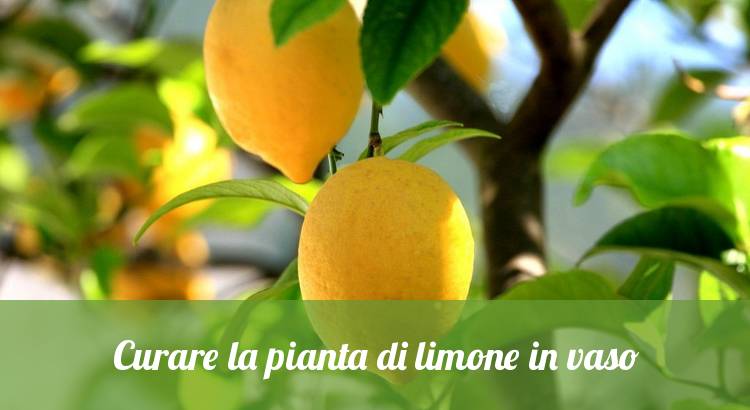 Coltivare pianta di limone nel vaso.