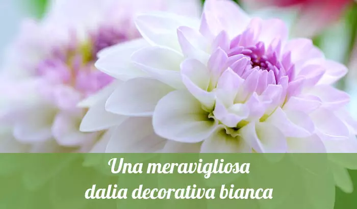 Una meravigliosa dalia decorativa bianca.