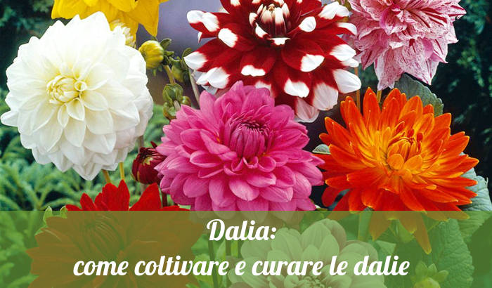 Dalie, coltivare e curare le piante di dalia.