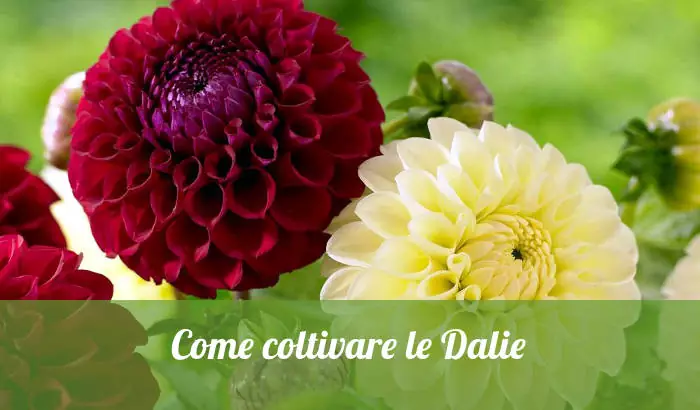 Come coltivare le Dalie. Due esemplari di dalia a palla.