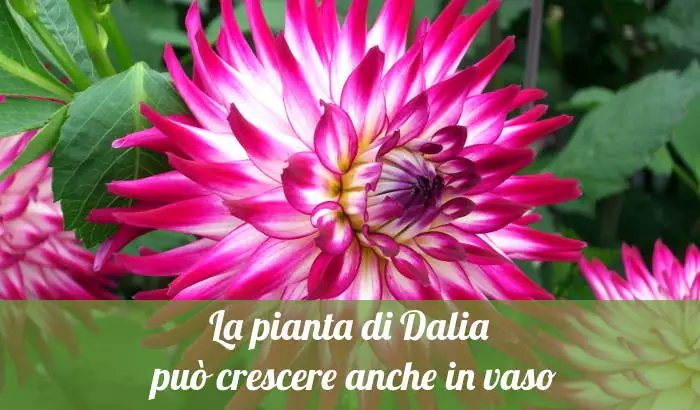 La pianta di Dalia può crescere anche in vaso.