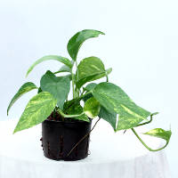 Epipremnum o pothos.