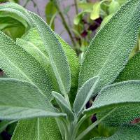 Salvia, intensa erba aromatica.