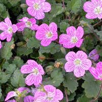 Fiori magenta-viola dell'erodium variabile bishops form.