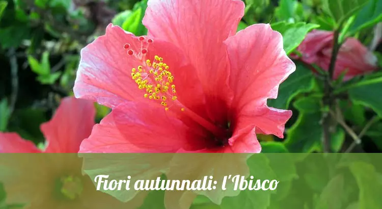 Fiori autunnali: Ibiscus.